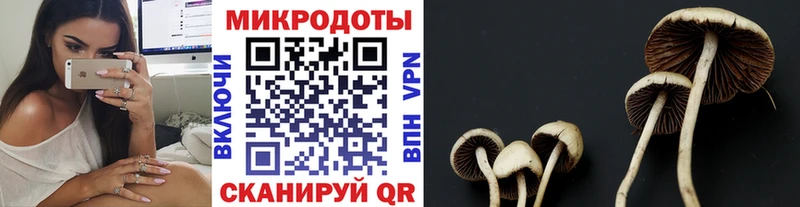 Псилоцибиновые грибы Psilocybine cubensis  Мещовск 